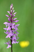 Heath spotted-orchid