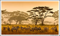 The Serengeti, Tanzania