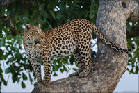Leopard - Okavanga Delta, Botswana