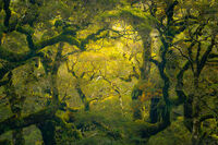 Entangled