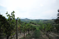 Tuscan grapes