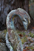 Forgotten Swan