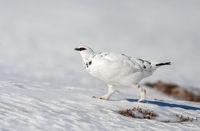 Ptarmigan
