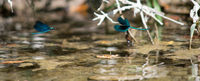 Ballet over water