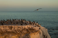 Bird Island