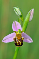 Bee orchid