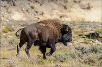 Henry Mountain Bison