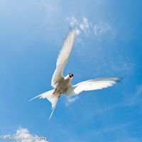 4 Attacking Nordic Tern, England