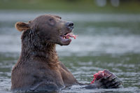 Brown Bear: Salmon Again!