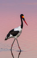 Saddle billed stork