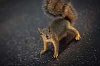 Squirrel