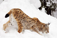 Eurasian lynx