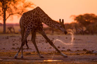 Giraffe; Sunset Slurpie