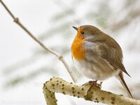 European robin