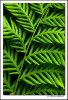 Fern