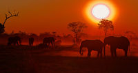Elephant; Dust Bowl