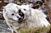 white Wolves of Yellowstone
