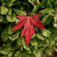 Red Leaf