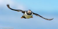 Puffin, England