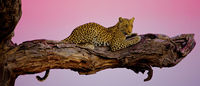 Leopard Lookout