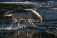 Wolf crossing stream