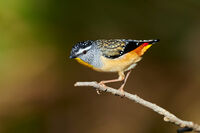 Spotted Pardalote