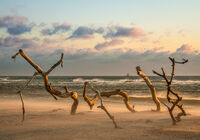 Trawler and tree branches