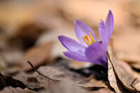 Crocus sp.