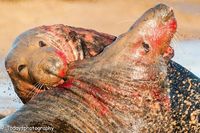 Grey Seals, England