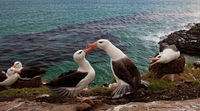 Black Browed Albatross; On The Edge