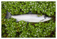 Salmon