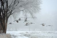 Hoar Frost (over 40 prints sold)