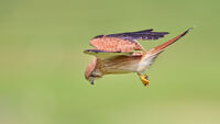 Nankeen Kestrel