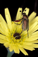 Amphicoma carcelii