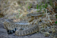 Western Diamondback