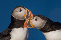 Puffins; Preening