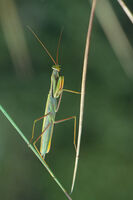 European mantis