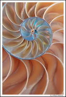 Nautilus
