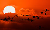 Flamingo Sunset
