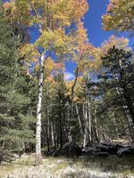 First Snow, Aspens