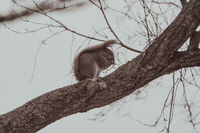 Winter Squirrel