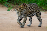 Jaguar; On The Prowl