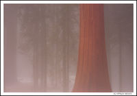 Sequoia