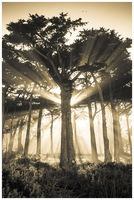 Tree of Light