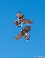 Dueling Hawks