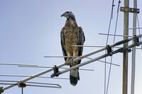 Buzzard with Phantom Mask