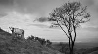 Steeper Pastures