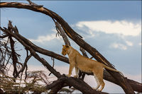 Lion Surveying a Herd of Wildebeest - Masai Mara, Kenya