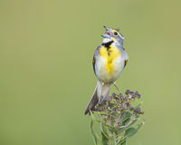 Sing Loud