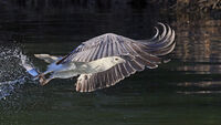 White-bellied Sea Eagle